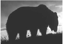 URSAbear